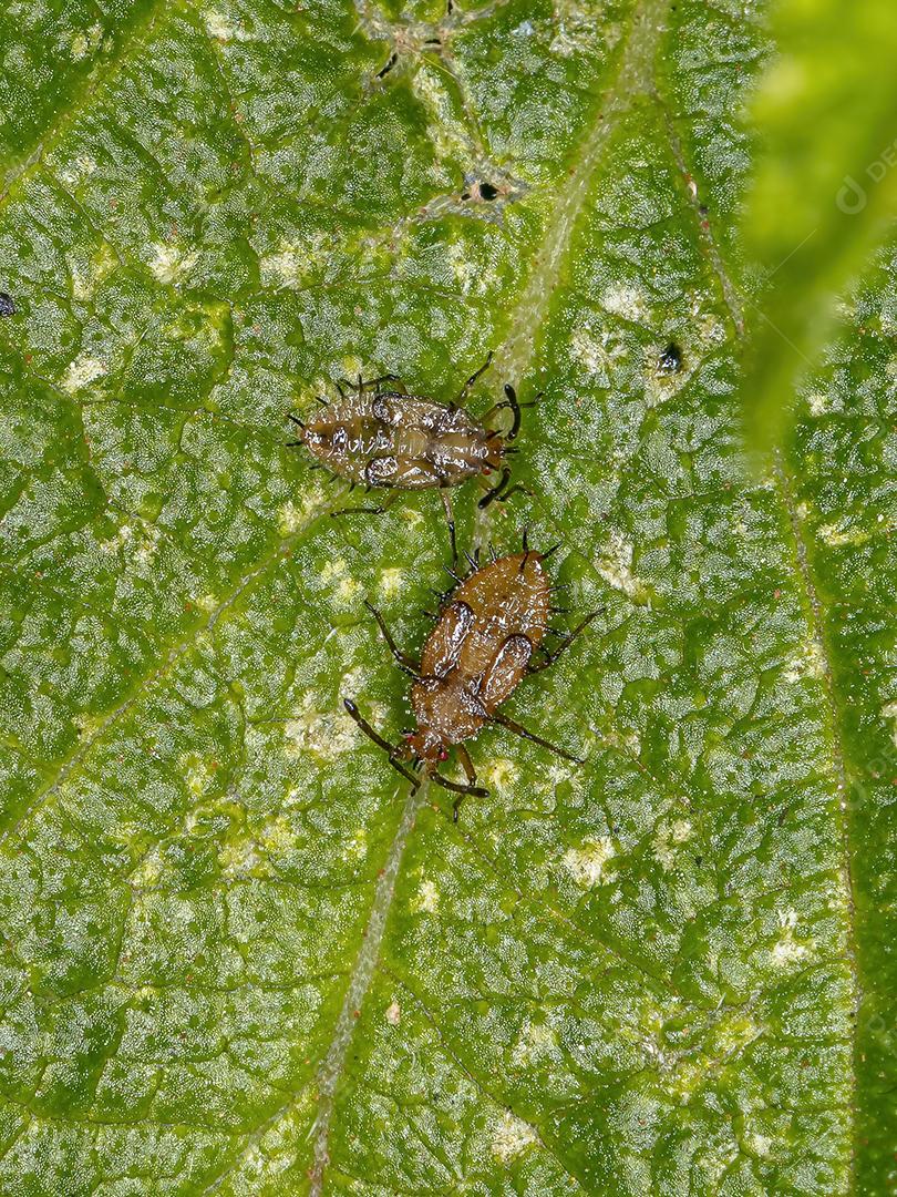 Pequeno Lace Bug da Família Tingidae