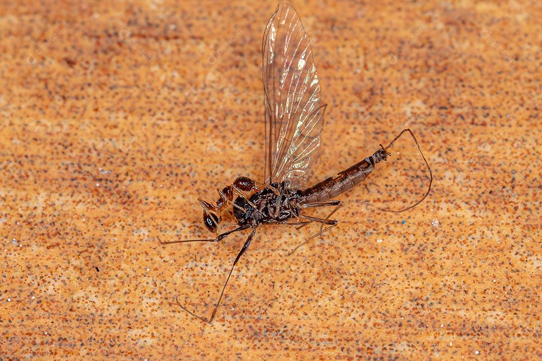 Formiga trabalhadora pequena carregando uma grande efêmera adulta