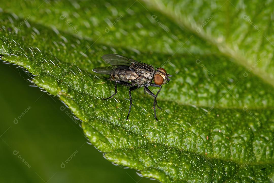 Mosca de carne adulta da família Sarcophagidae