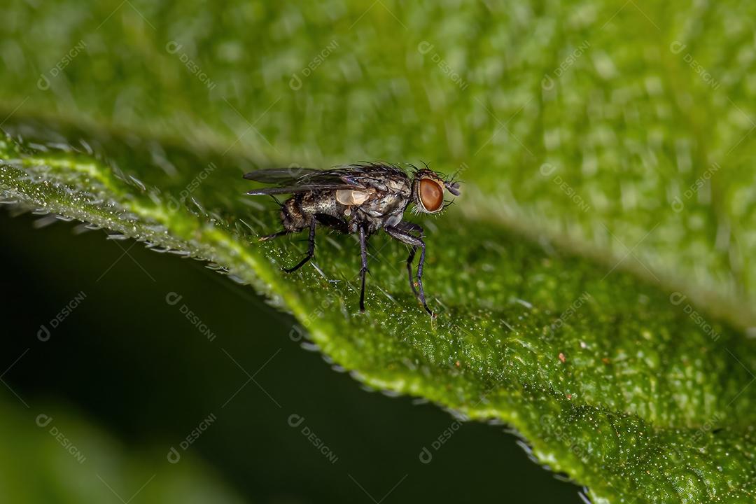 Mosca de carne adulta da família Sarcophagidae
