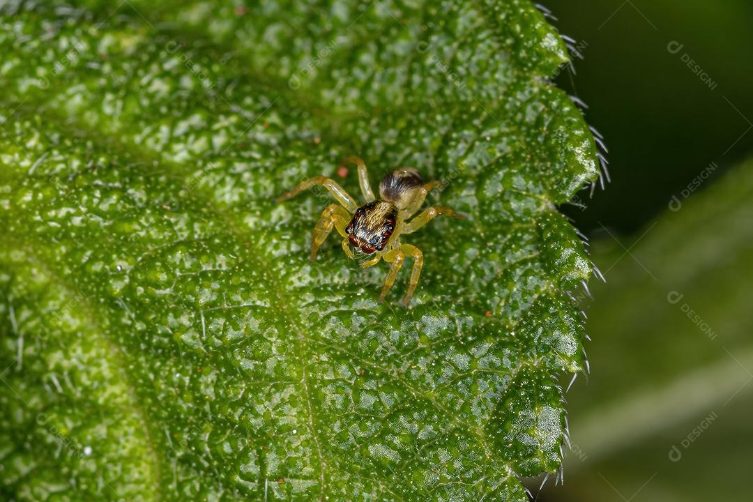 Pequena aranha saltadora do gênero Frigga
