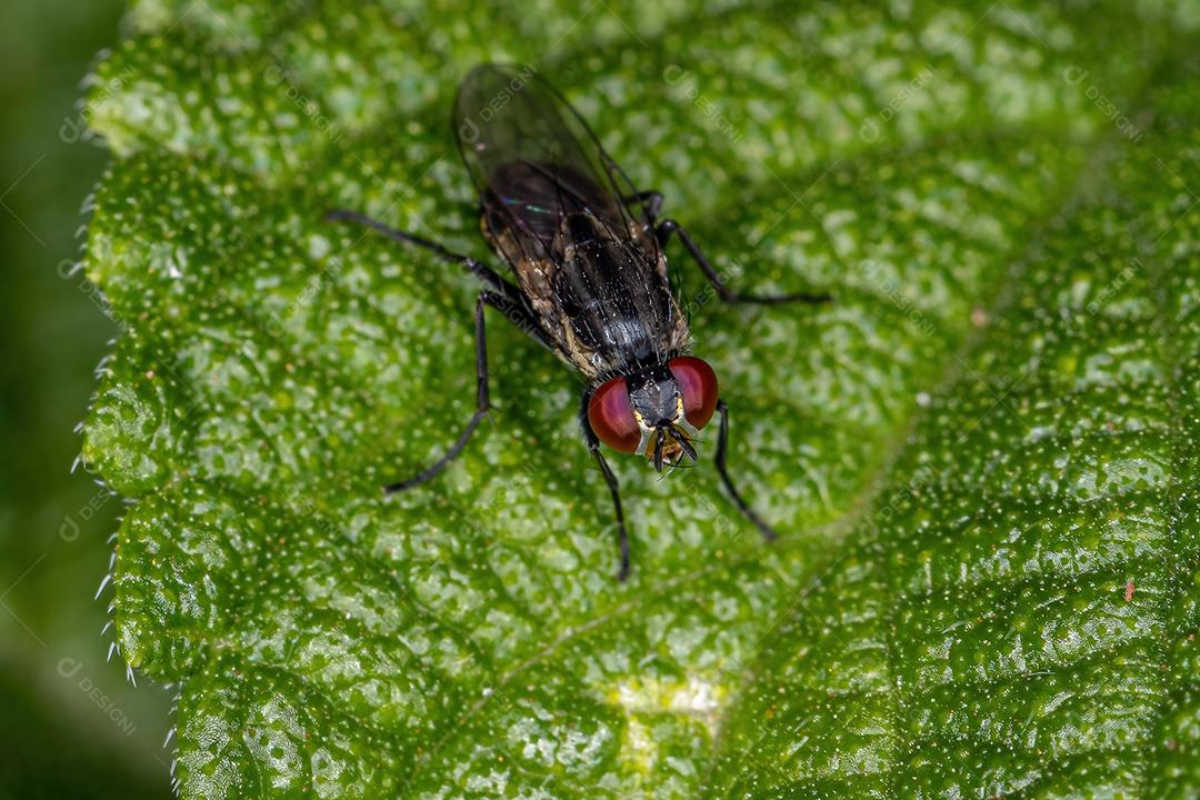 Mosca braquicerana adulta da subordem Brachycera