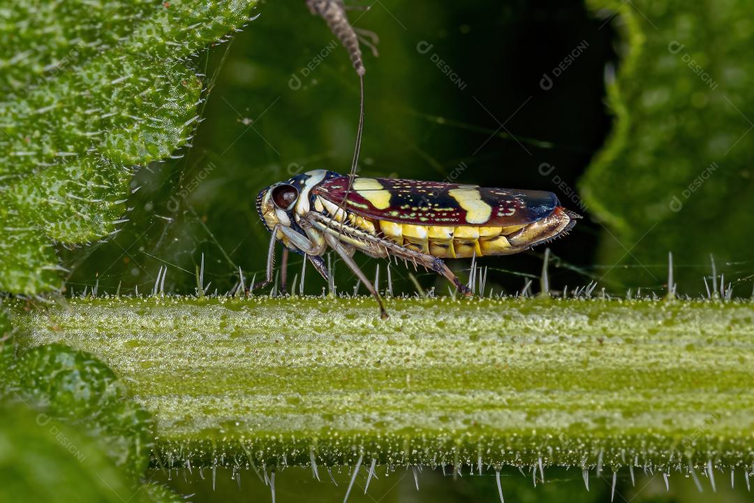 Cigarrinha Típica Adulto do Gênero Macugonalia