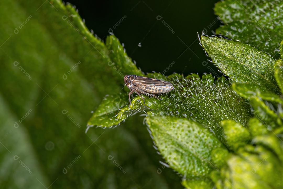 Inseto atirador adulto da família Cicadellidae