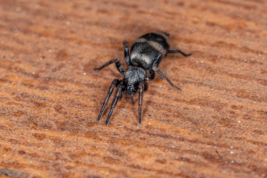 Aranha terrestre adulta do gênero Latonigena