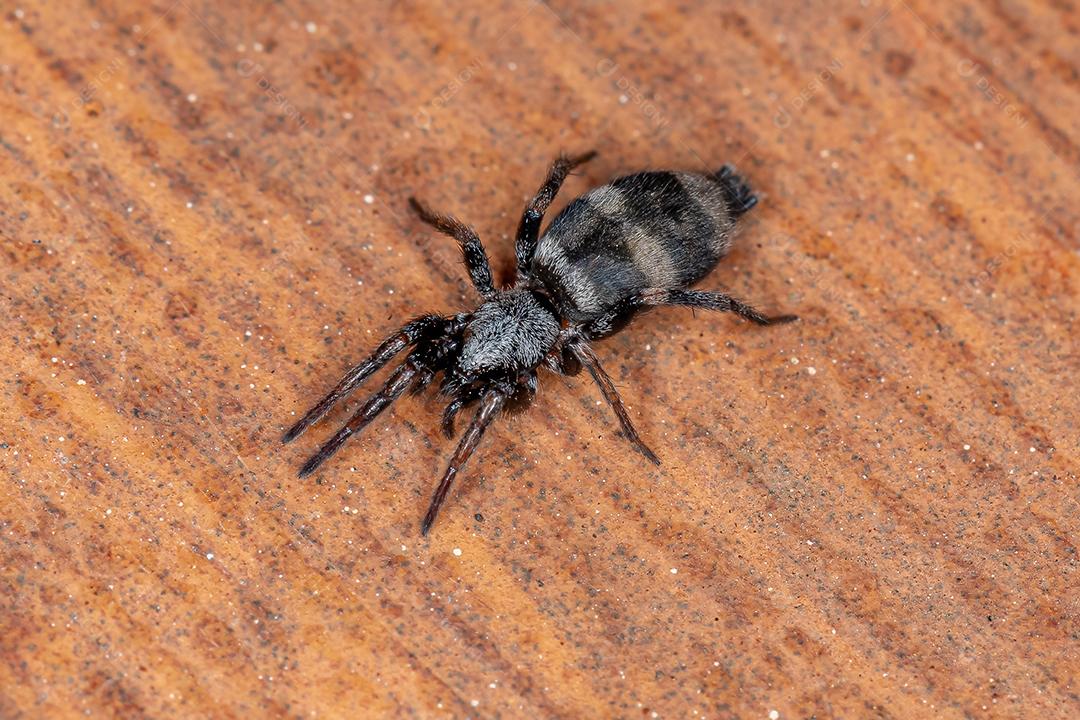 Aranha terrestre adulta do gênero Latonigena