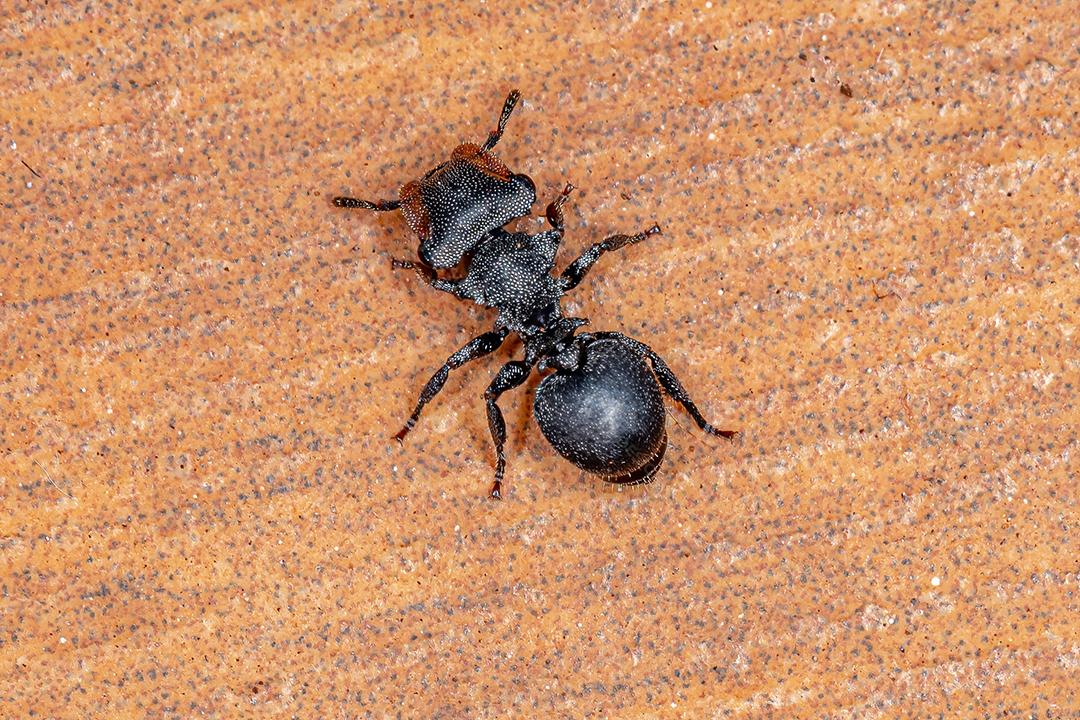 Formiga-tartaruga-preta adulta do gênero Cephalotes