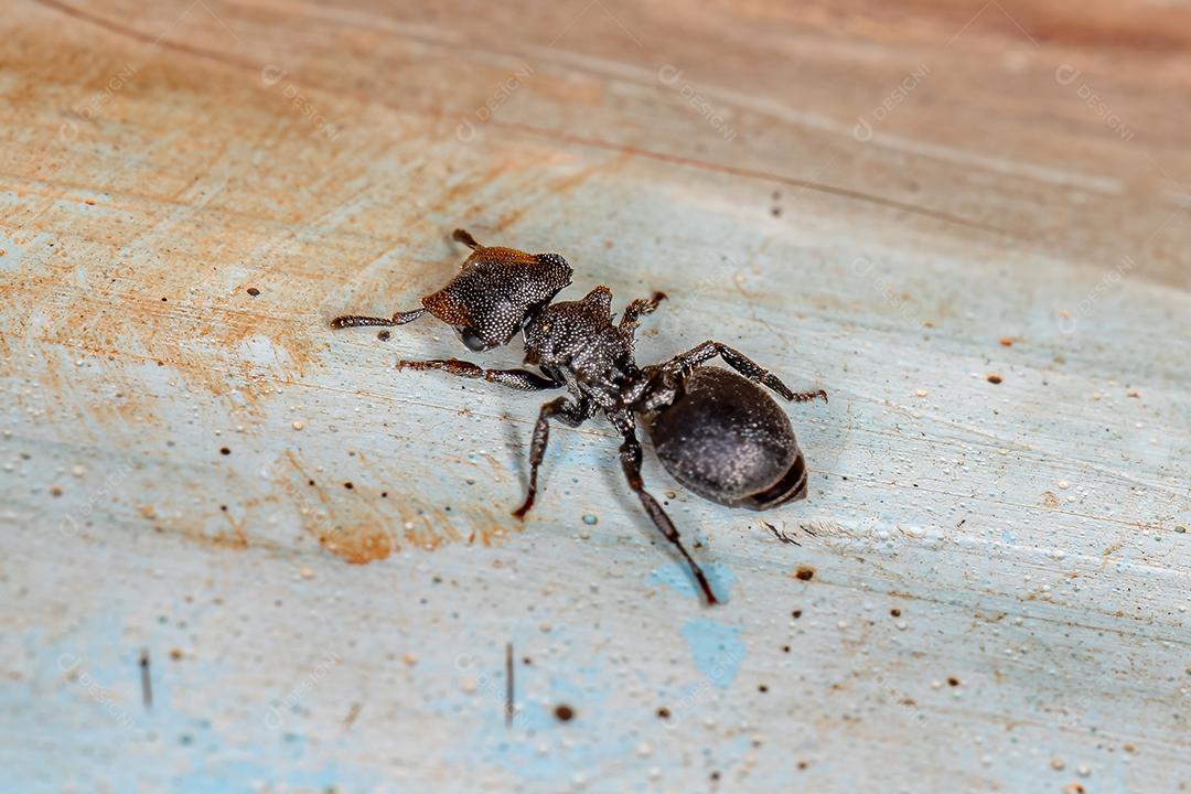 Formiga-tartaruga-preta adulta do gênero Cephalotes