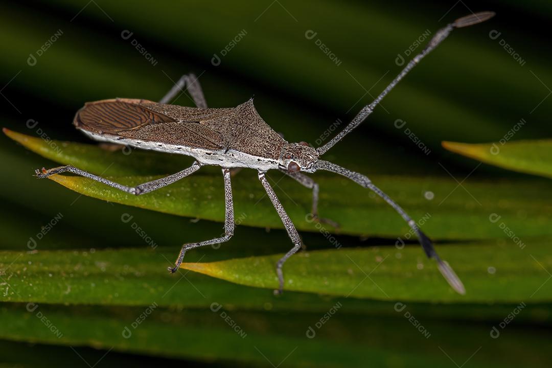 Inseto-pé-de-folha adulto da família Coreidae