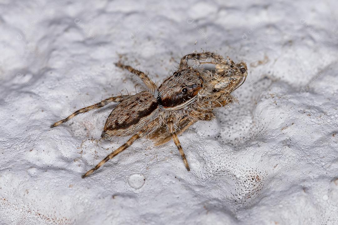 Pequena aranha de salto de parede cinzenta da espécie Menemerus bivittatus