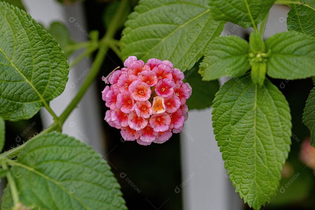 Flor de Lantana Comum da espécie Lantana camara