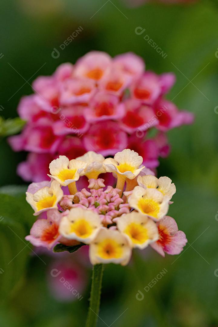 Flor de Lantana Comum da espécie Lantana camara