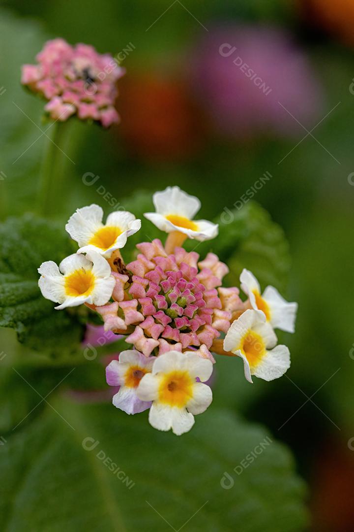 Flor de Lantana Comum da espécie Lantana camara