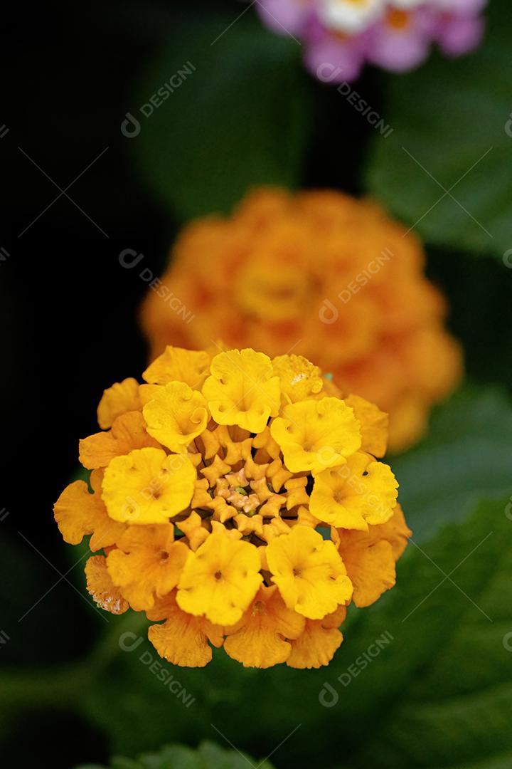 Flor de Lantana Comum da espécie Lantana camara