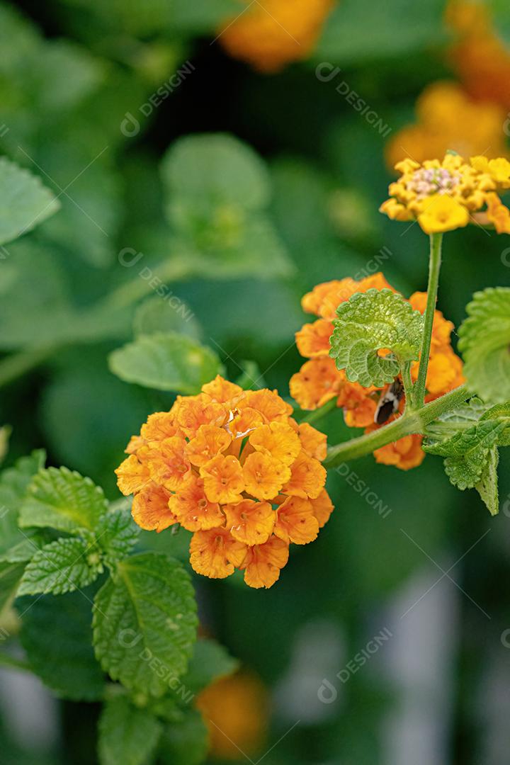 Flor de Lantana Comum da espécie Lantana camara