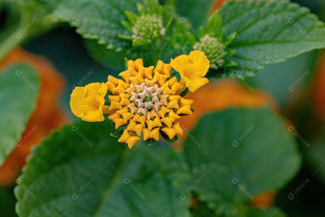 Flor de Lantana Comum da espécie Lantana camara com foco seletivo