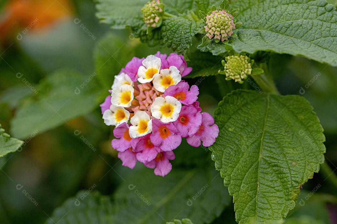 Flor de Lantana Comum da espécie Lantana camara