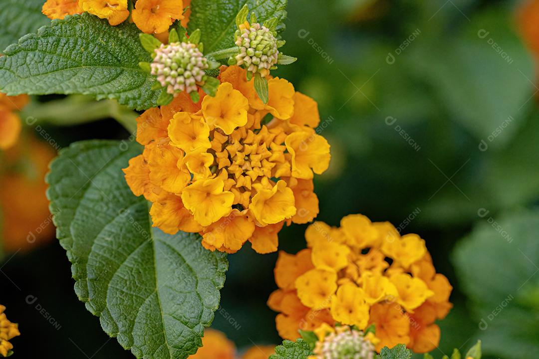 Flor de Lantana Comum da espécie Lantana camara