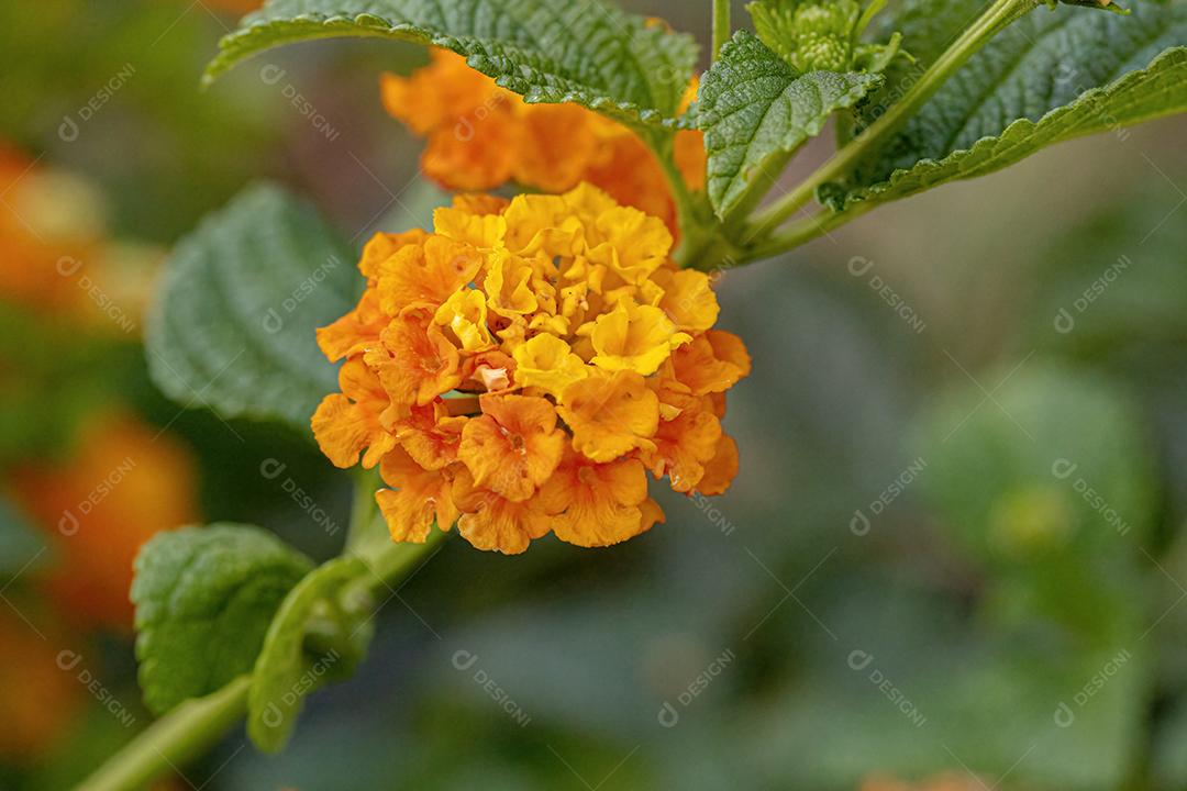 Flor de Lantana Comum da espécie Lantana camara