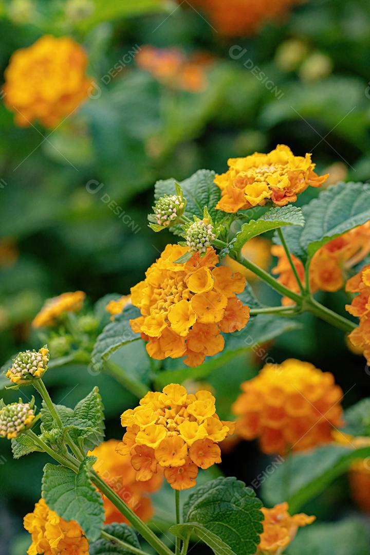 Flor de Lantana Comum da espécie Lantana camara