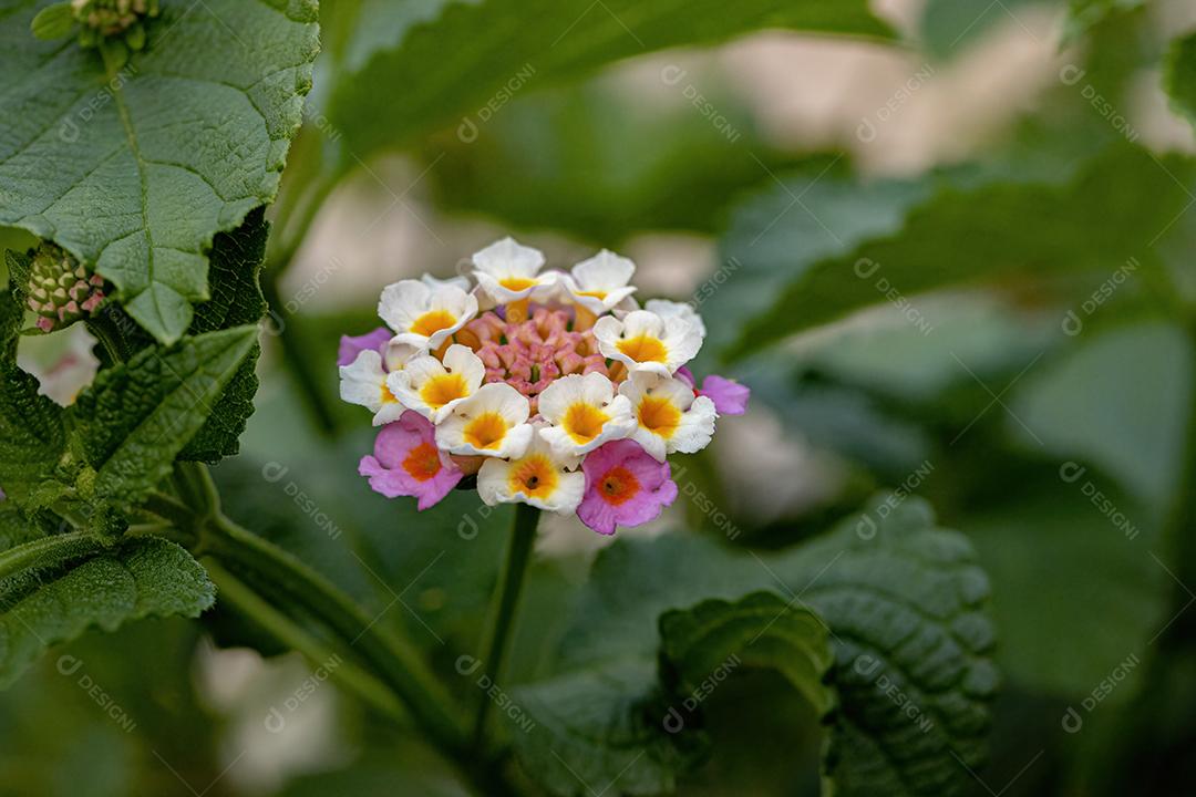 Flor de Lantana Comum da espécie Lantana camara
