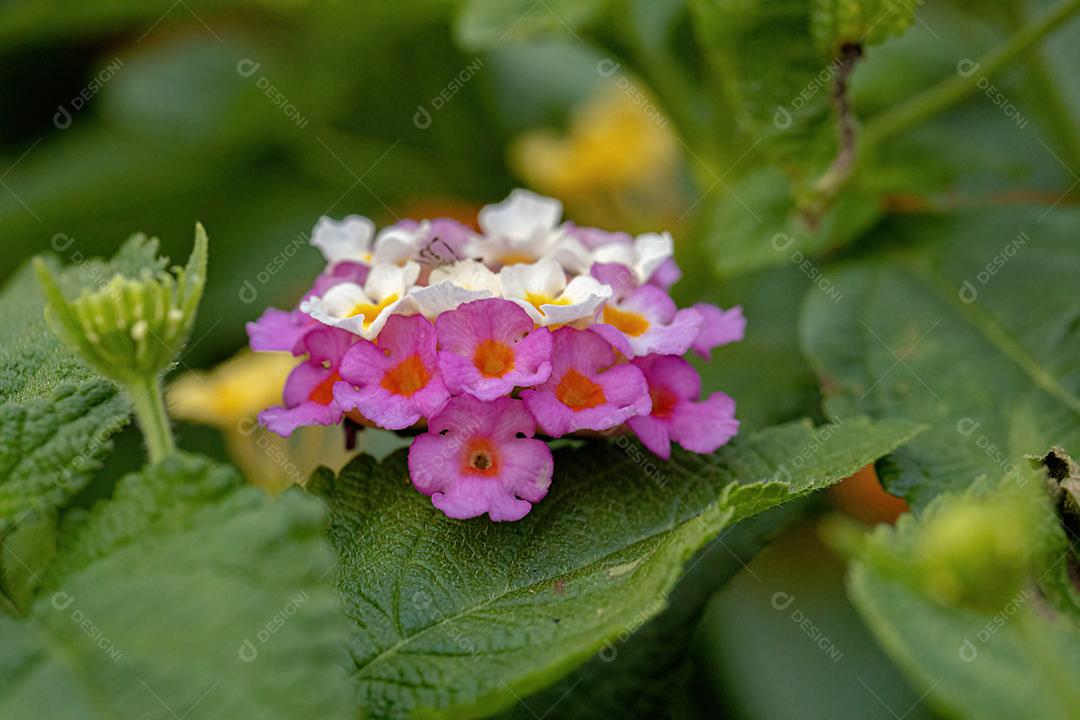 Flor de Lantana Comum da espécie Lantana camara