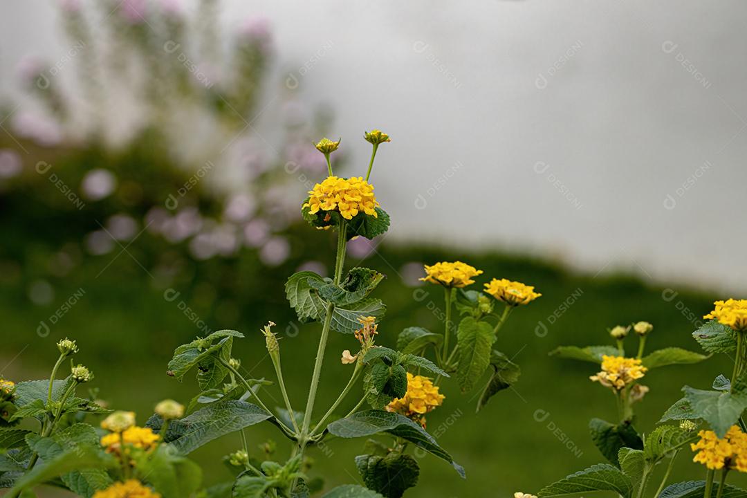 Flor de Lantana Comum da espécie Lantana camara