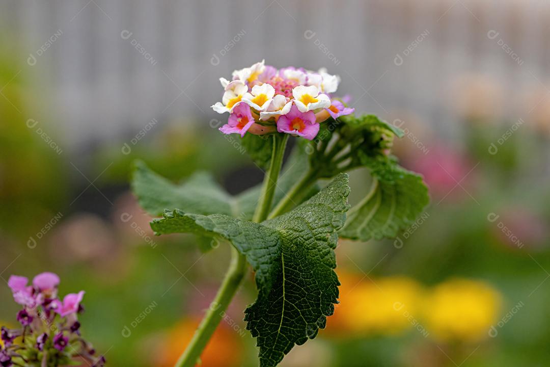 Flor de Lantana Comum da espécie Lantana camara