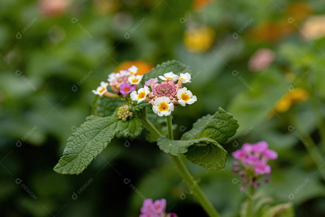 Flor de Lantana Comum da espécie Lantana camara