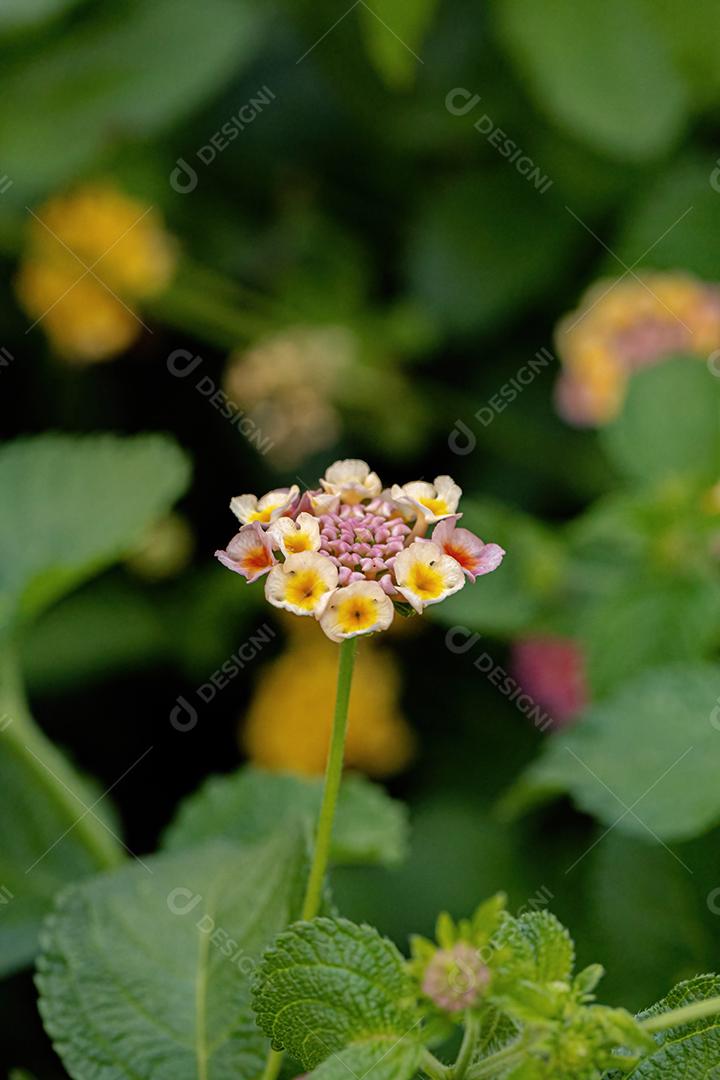Flor de Lantana Comum da espécie Lantana camara