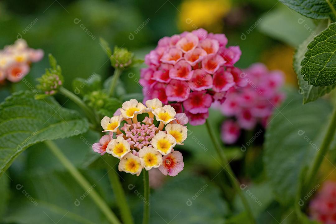 Flor de Lantana Comum da espécie Lantana camara