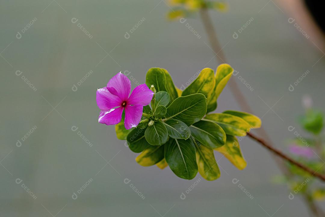 Flor rosa da pervinca de Madagascar da espécie Catharanthus roseus