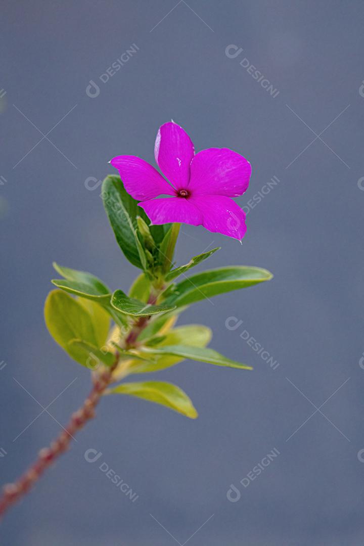 Flor rosa da pervinca de Madagascar da espécie Catharanthus roseus