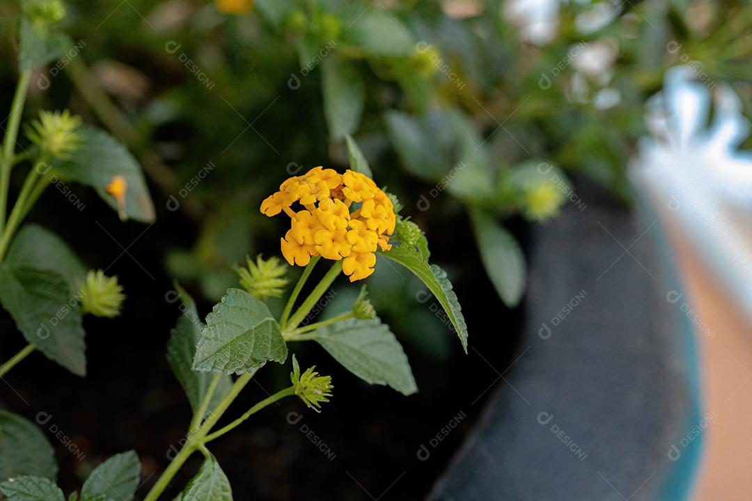 Flor de Lantana Comum da espécie Lantana camara com foco seletivo