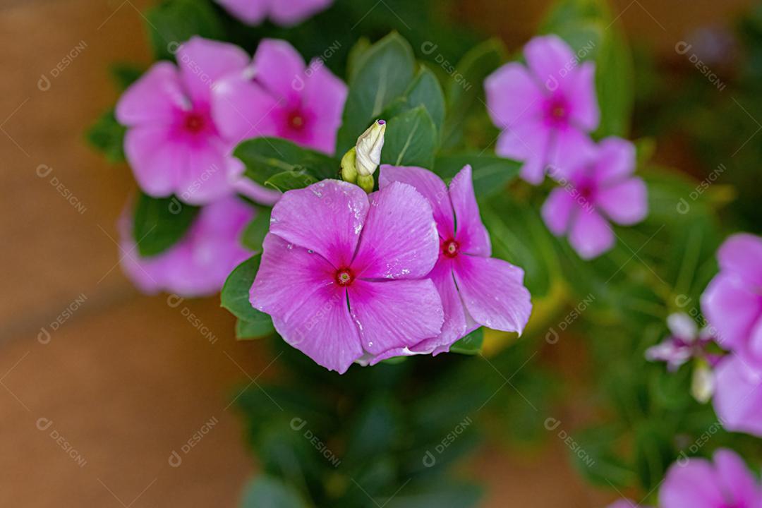 Flor rosa da pervinca de Madagascar da espécie Catharanthus roseus