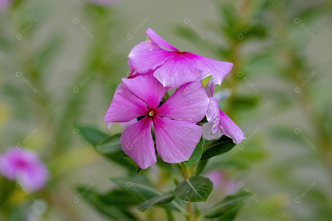 Flor rosa da pervinca de Madagascar da espécie Catharanthus roseus