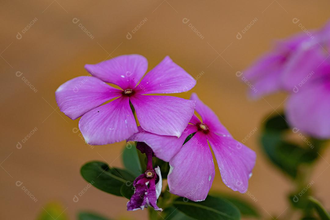 Flor rosa da pervinca de Madagascar da espécie Catharanthus roseus
