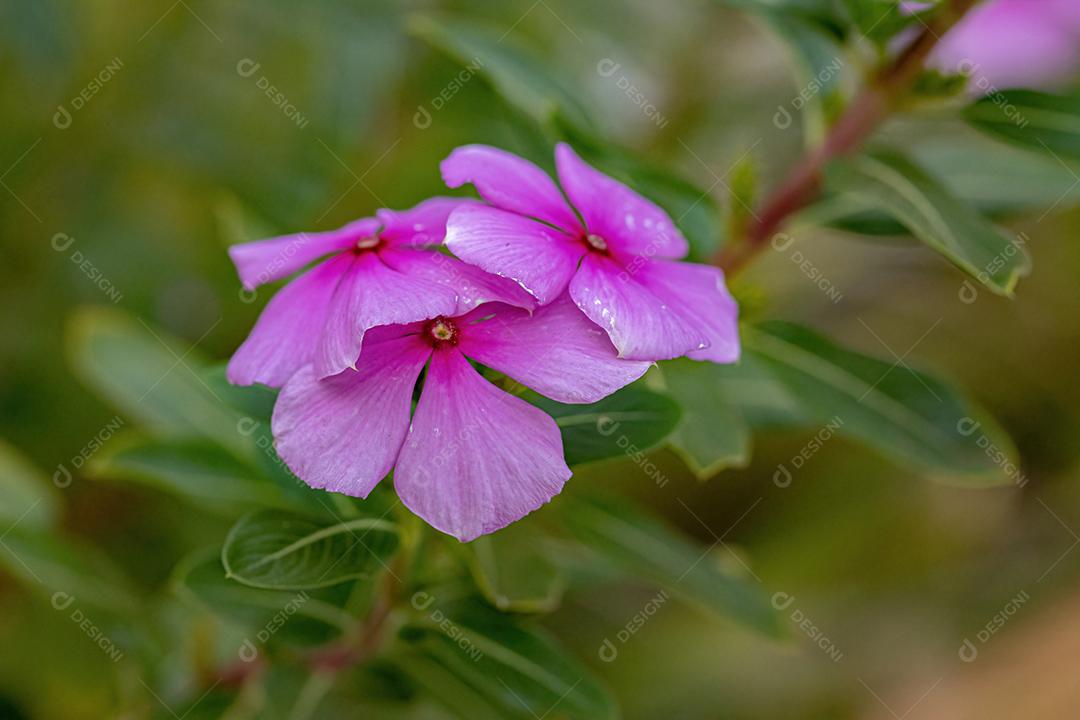 Flor rosa da pervinca de Madagascar da espécie Catharanthus roseus