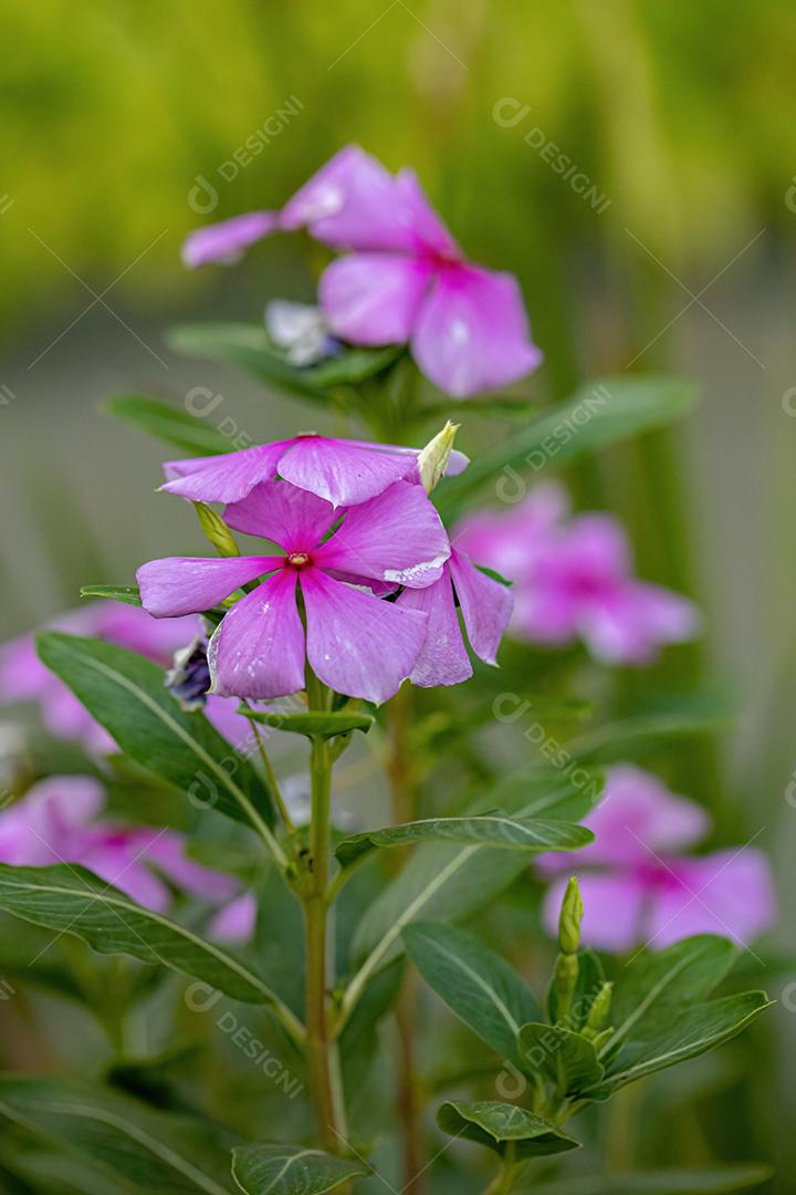 Flor rosa da pervinca de Madagascar da espécie Catharanthus roseus