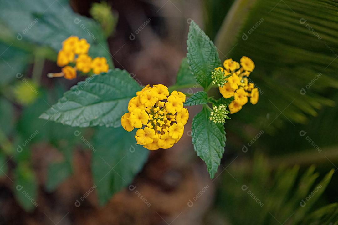 Flor de Lantana Comum da espécie Lantana camara com foco seletivo