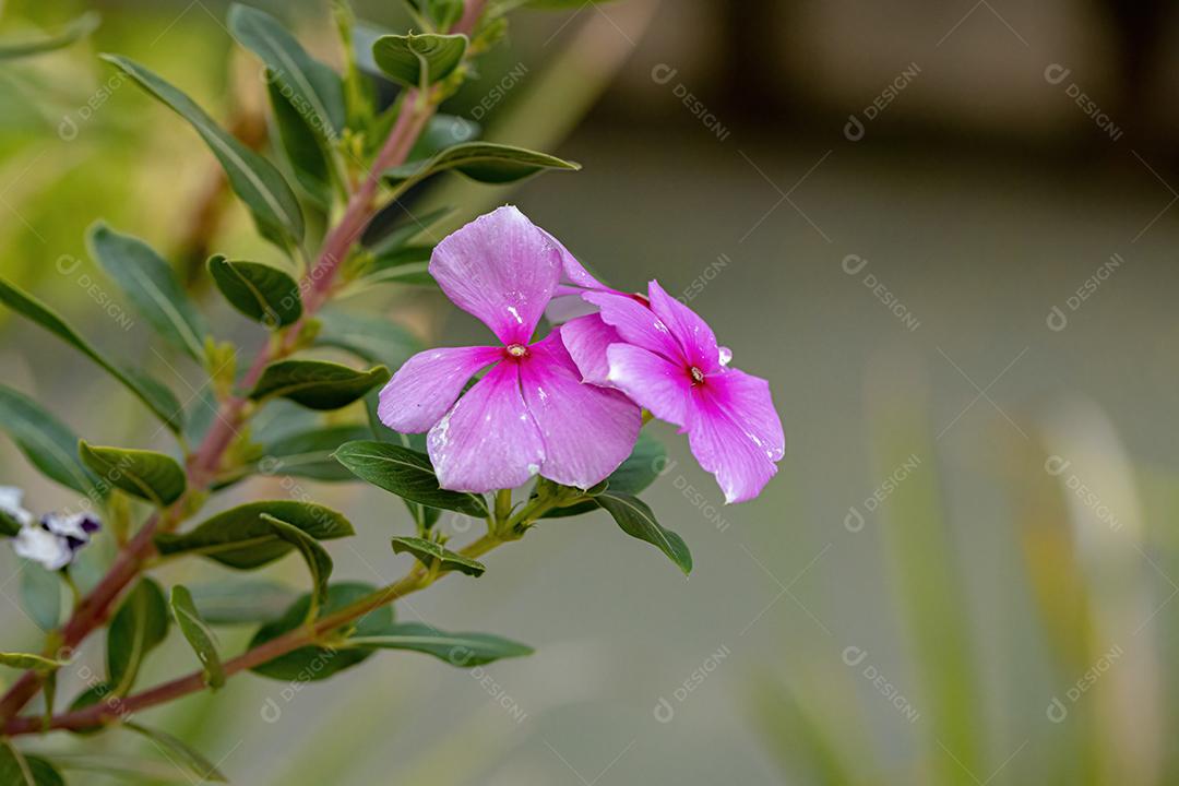 Flor rosa da pervinca de Madagascar da espécie Catharanthus roseus