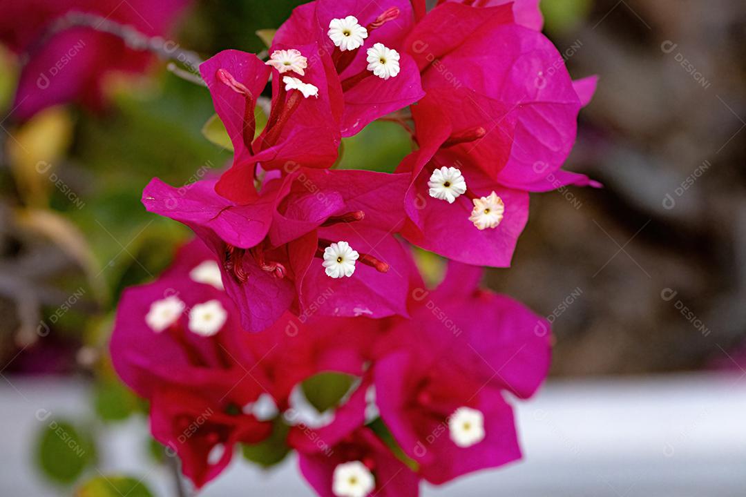 Flores de plantas ornamentais da espécie Bougainvillea glabra