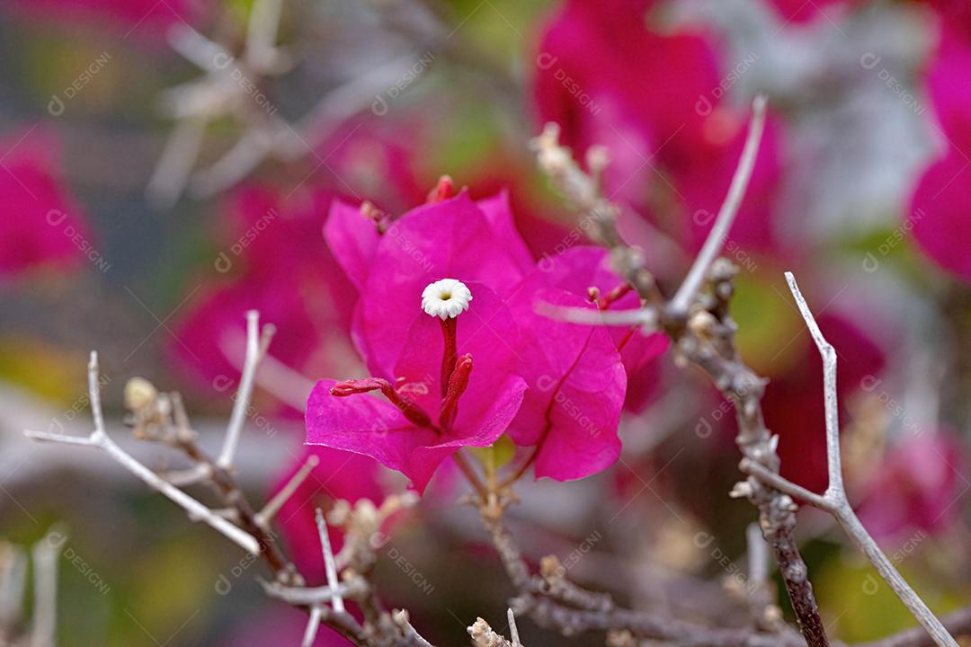 Flores de plantas ornamentais da espécie Bougainvillea glabra