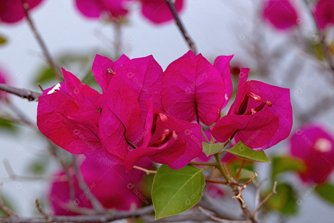 Flores de plantas ornamentais da espécie Bougainvillea glabra