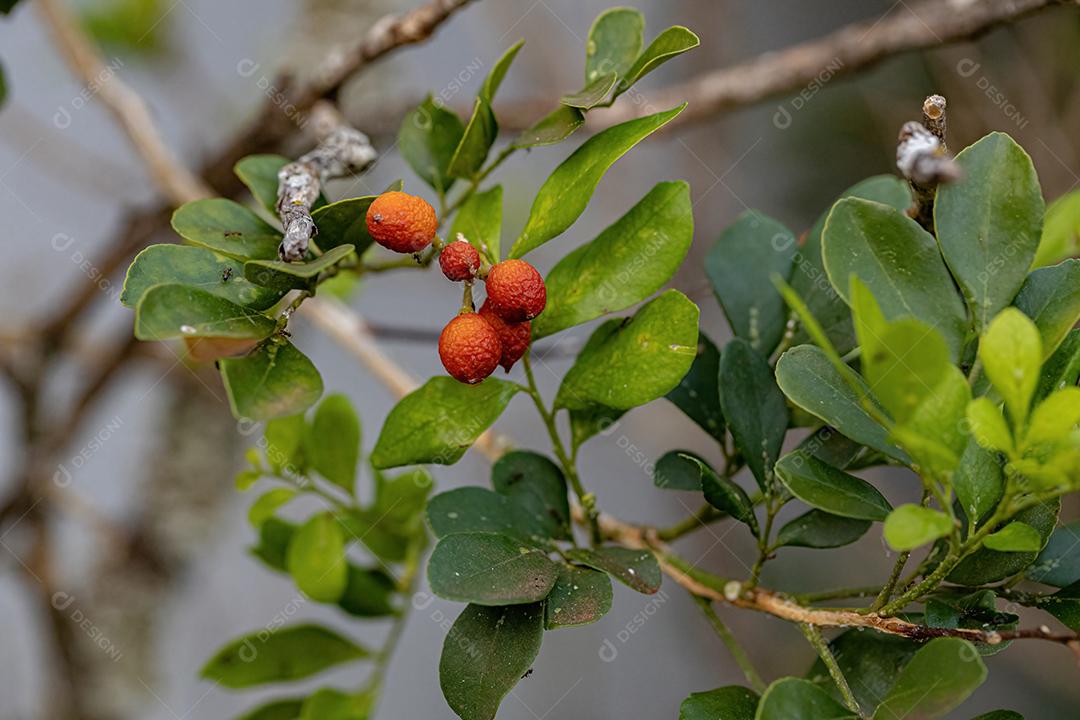 Orange Jasmine Plant da espécie Murraya paniculata com frutos