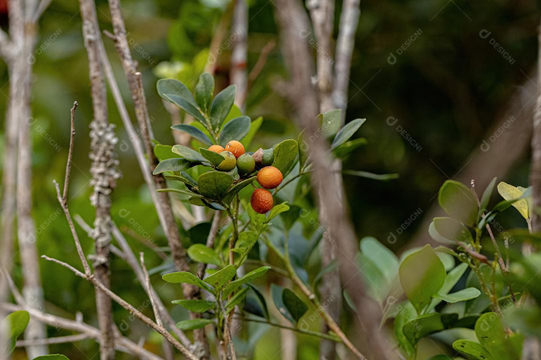Orange Jasmine Plant da espécie Murraya paniculata com frutos
