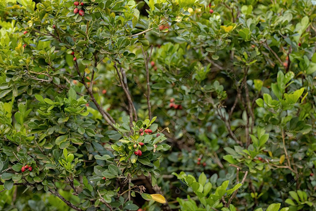 Orange Jasmine Plant da espécie Murraya paniculata com frutos