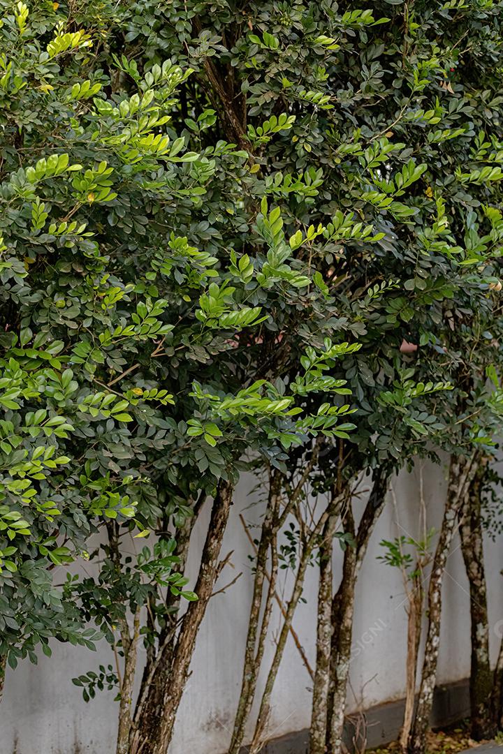 Orange Jasmine Plant da espécie Murraya paniculata com frutos