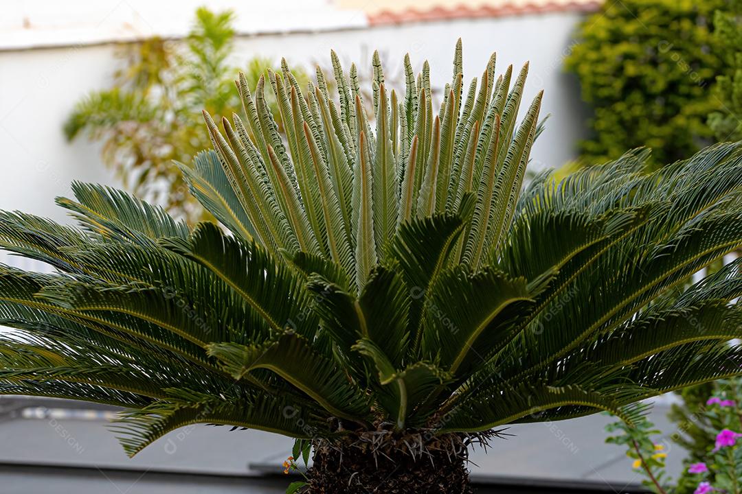 Planta Cycad Verde do Gênero Cycas