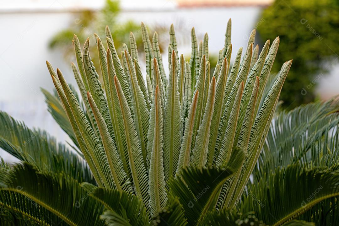 Planta Cycad Verde do Gênero Cycas